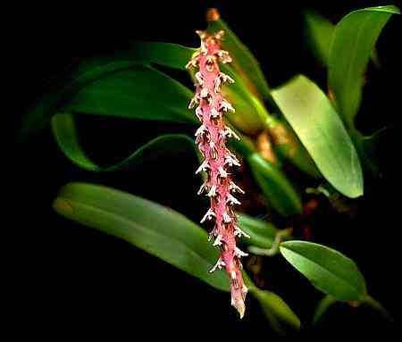 Bulbophyllum sarocephalum